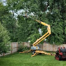 Leaf Removal in University Of California Davis, CA