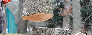 Best Tree Risk Assessment  in University Of Lifornia Davis, CA