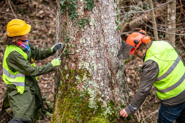 Best Tree Maintenance Programs  in University Of Lifornia Davis, CA