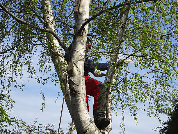 Best Emergency Tree Removal  in University Of Lifornia Davis, CA