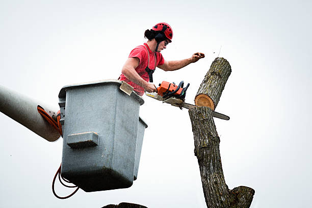 How Our Tree Care Process Works  in  University Of California Davis, CA