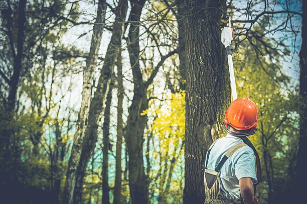 Best Tree Preservation Services  in University Of Lifornia Davis, CA