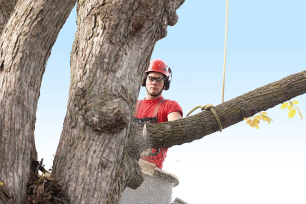 Professional Tree Care in University Of California Davis, CA